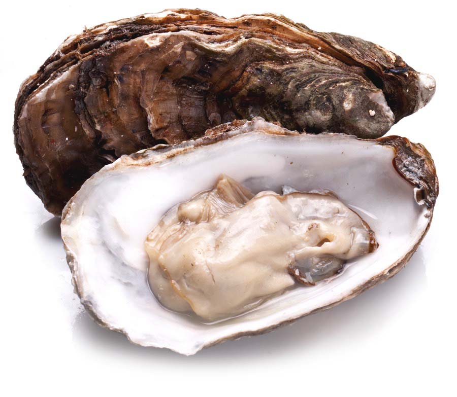 An opened oyster. Gooey.